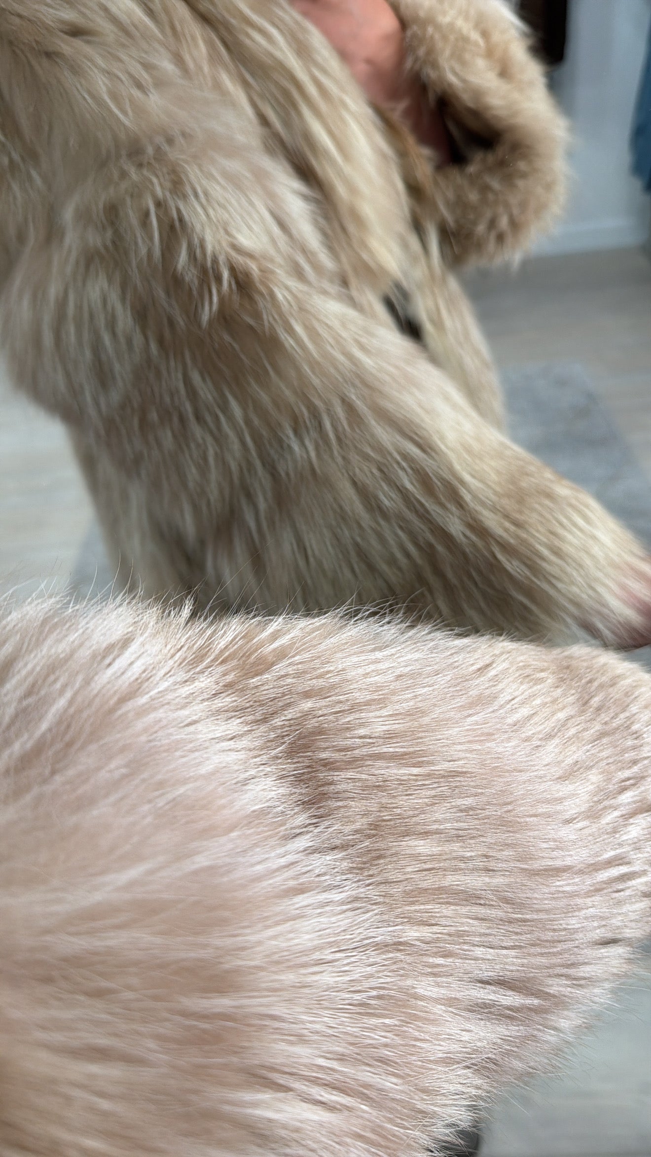 #GB6 Vintage Beige Fox Jacket